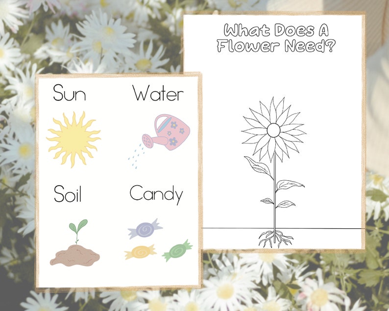 May include: A printable worksheet with the question "What Does A Flower Need?" and a black and white illustration of a sunflower. The worksheet also includes a section with four images and words: "Sun", "Water", "Soil", and "Candy".
