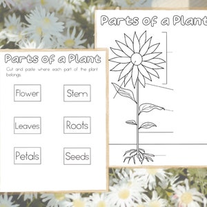 May include: A black and white printable worksheet with the title "Parts of a Plant". The worksheet includes a diagram of a plant with labels for the flower, stem, leaves, roots, petals, and seeds. The worksheet is designed for children to learn about the different parts of a plant.
