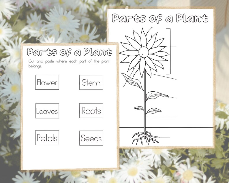 May include: A black and white printable worksheet with the title "Parts of a Plant". The worksheet includes a diagram of a plant with labels for the flower, stem, leaves, roots, petals, and seeds. The worksheet is designed for children to learn about the different parts of a plant.