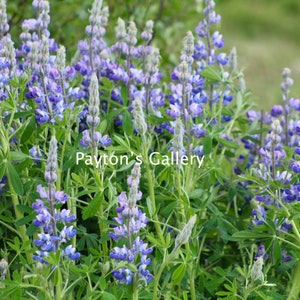 Lupine Flowers Digital Print