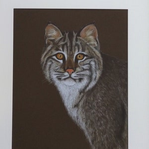 Bobcat Art Print: New England Nature Drawing