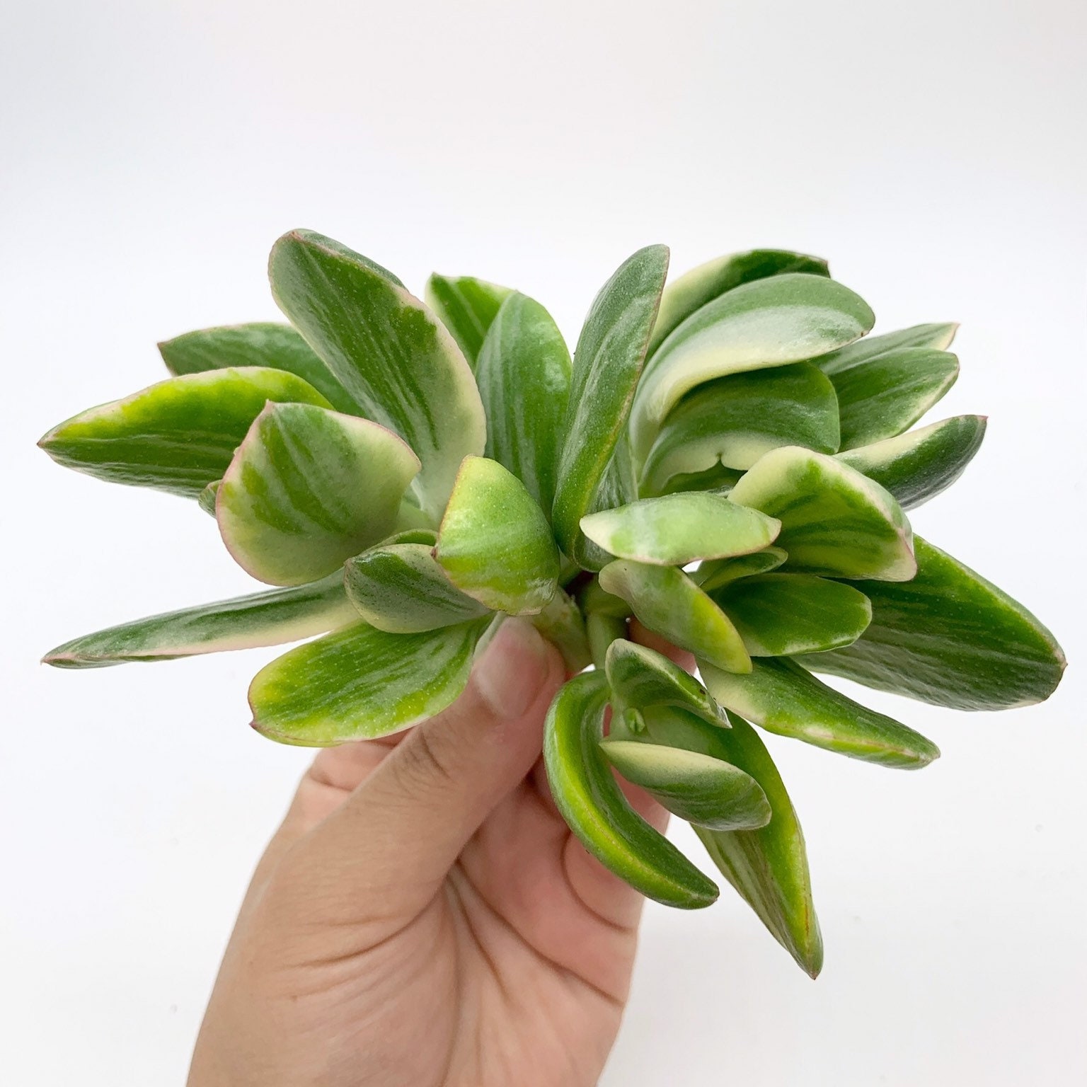 Variegated Jade plant crassula ovata variegated cuttings Etsy