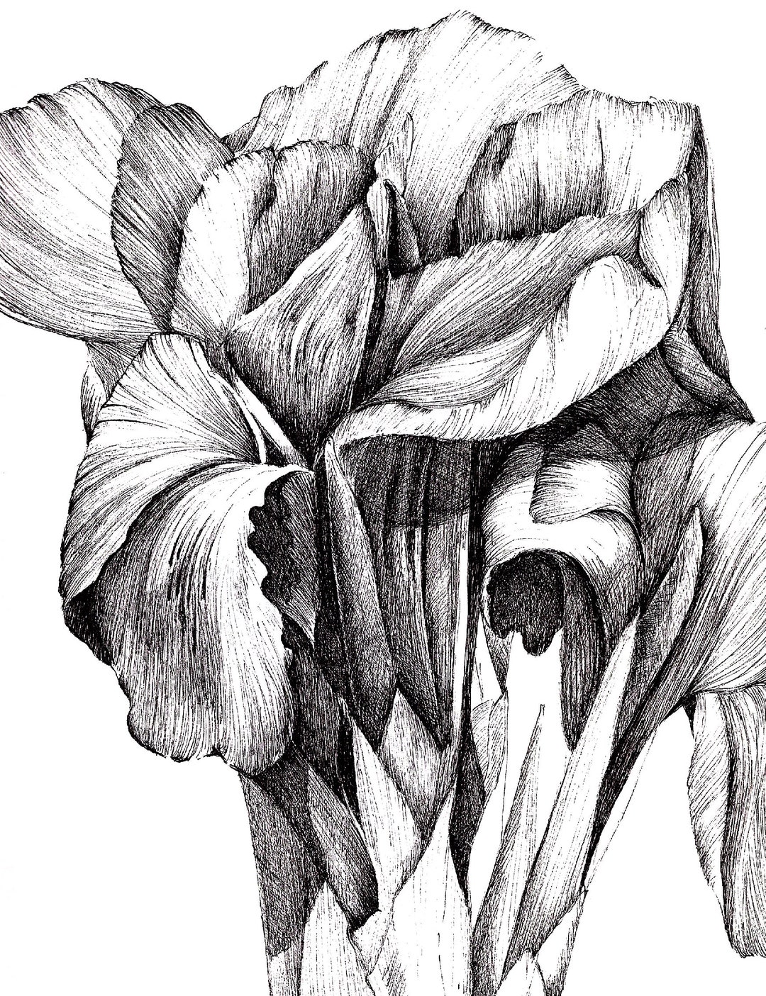 Canna Flowers Drawing Print of My Original Pen Artwork Etsy