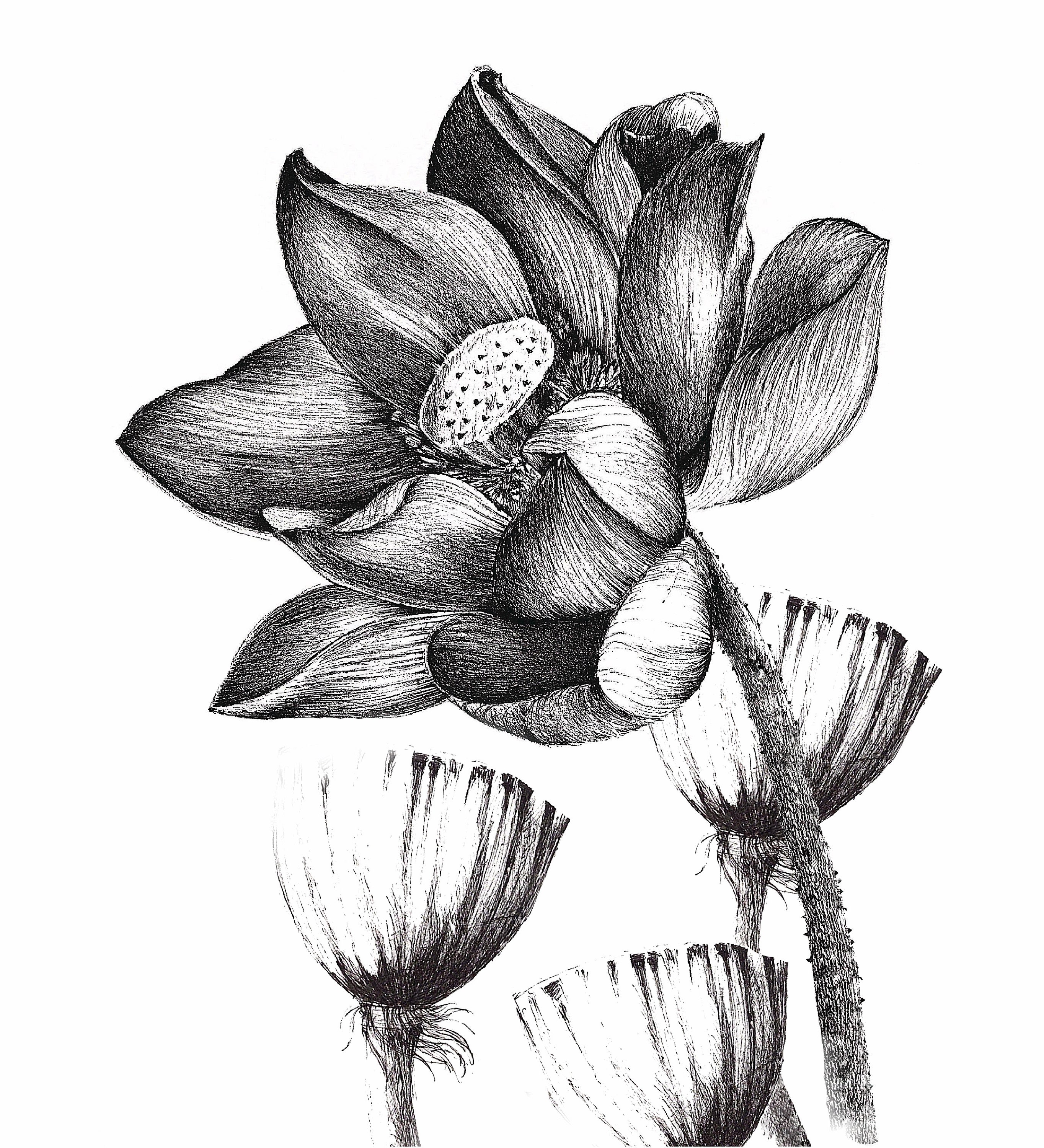 Lotus Flower Prints Of My Original Pen Drawing Etsy
