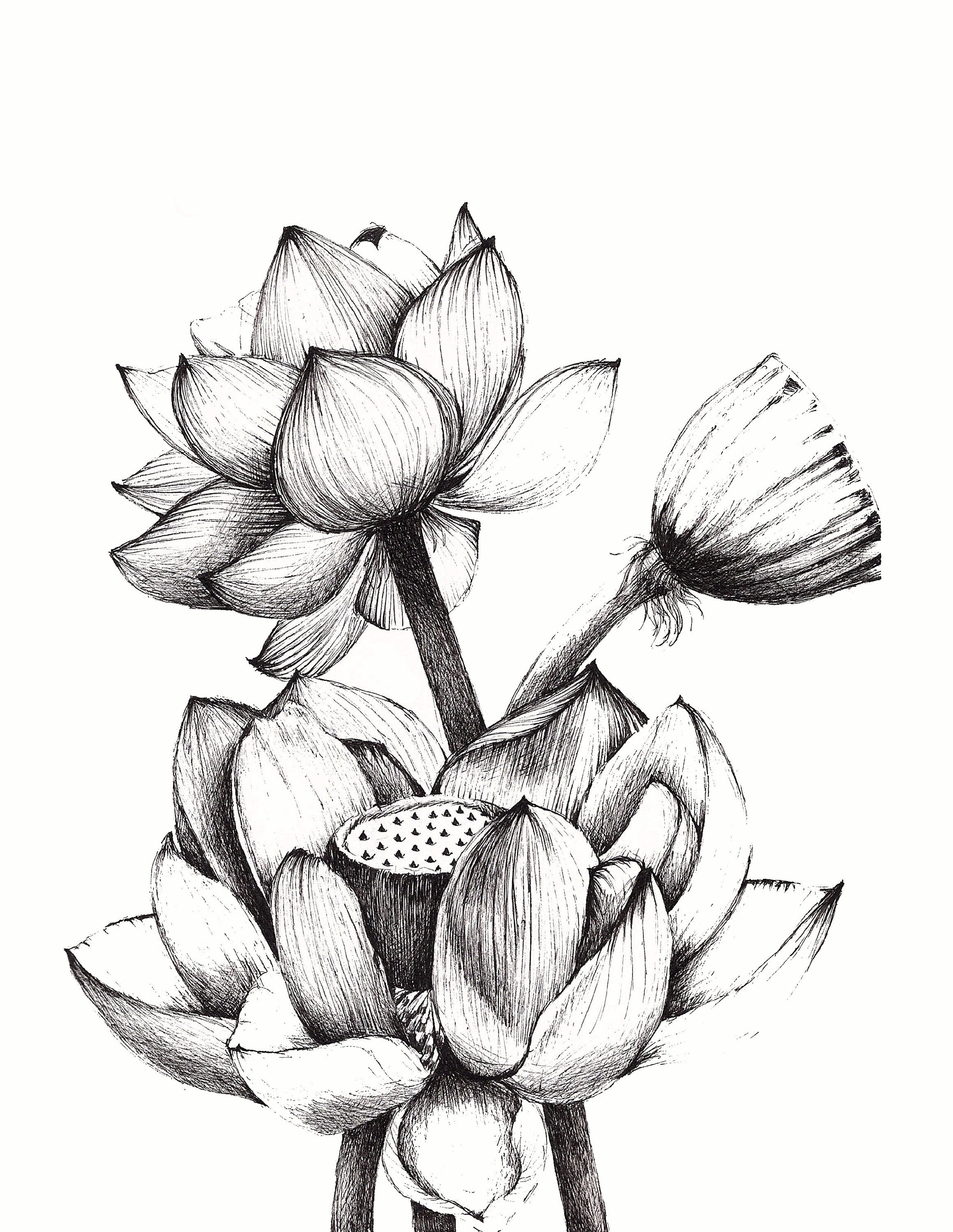 Lotus Flowers Drawing Print of my Original Pen Artwork Etsy