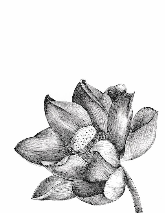 Lotus Art