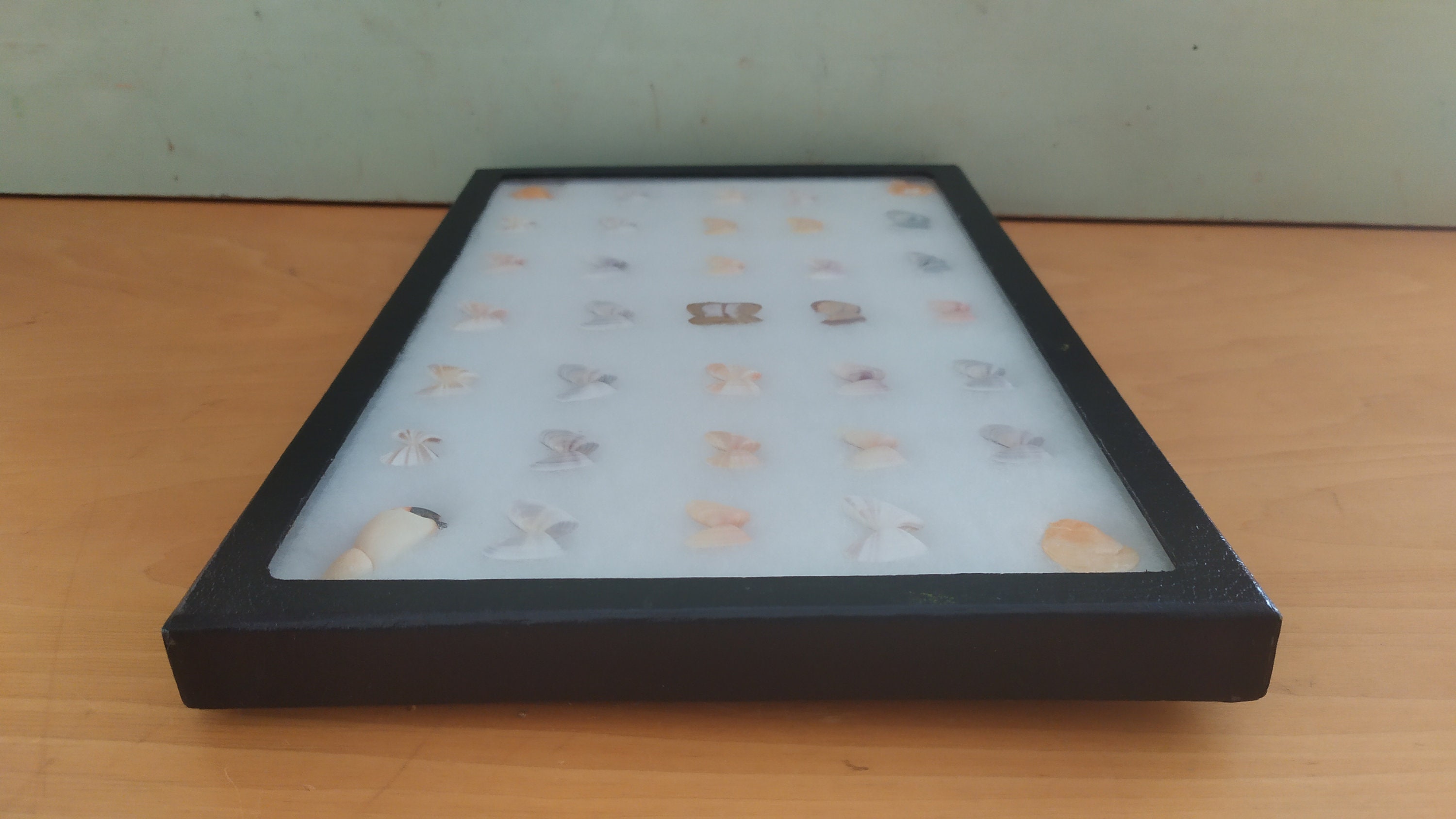 Soft Shell Display Case Coquina Seashells and Crab Claw in A Specimen Display Case Shadow Box ...