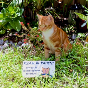 NEW VARIATIONS - please be patient cat bumper sticker