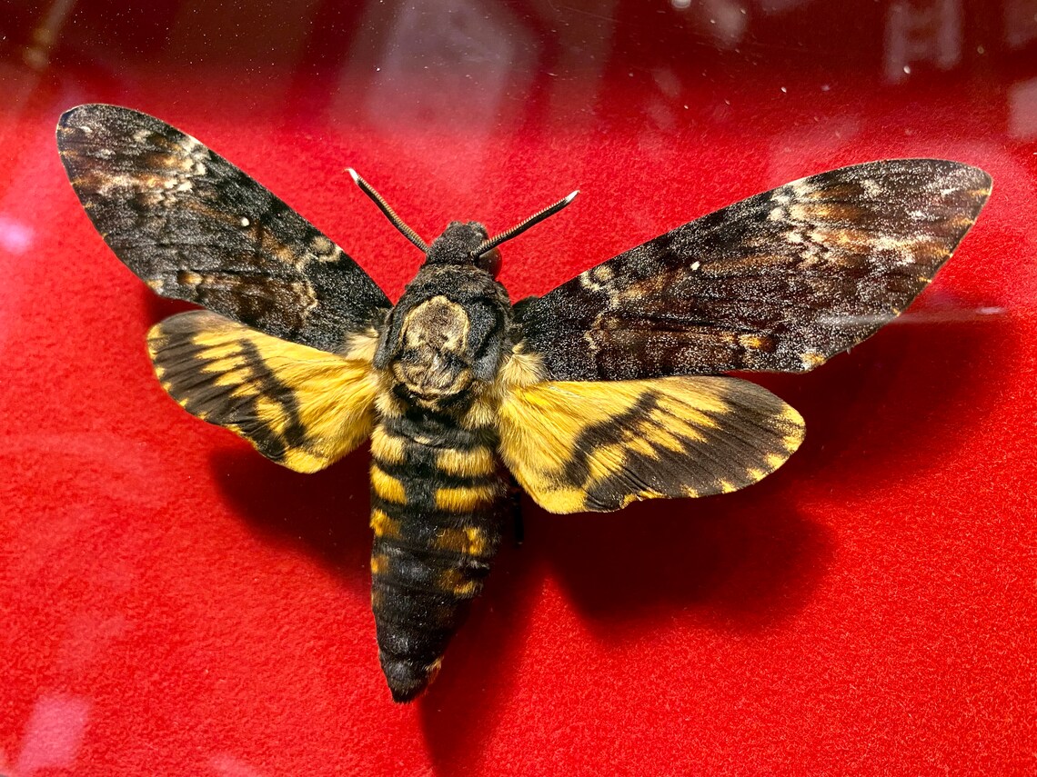 Legendary butterfly Dead head in the wooden frame. Etsy