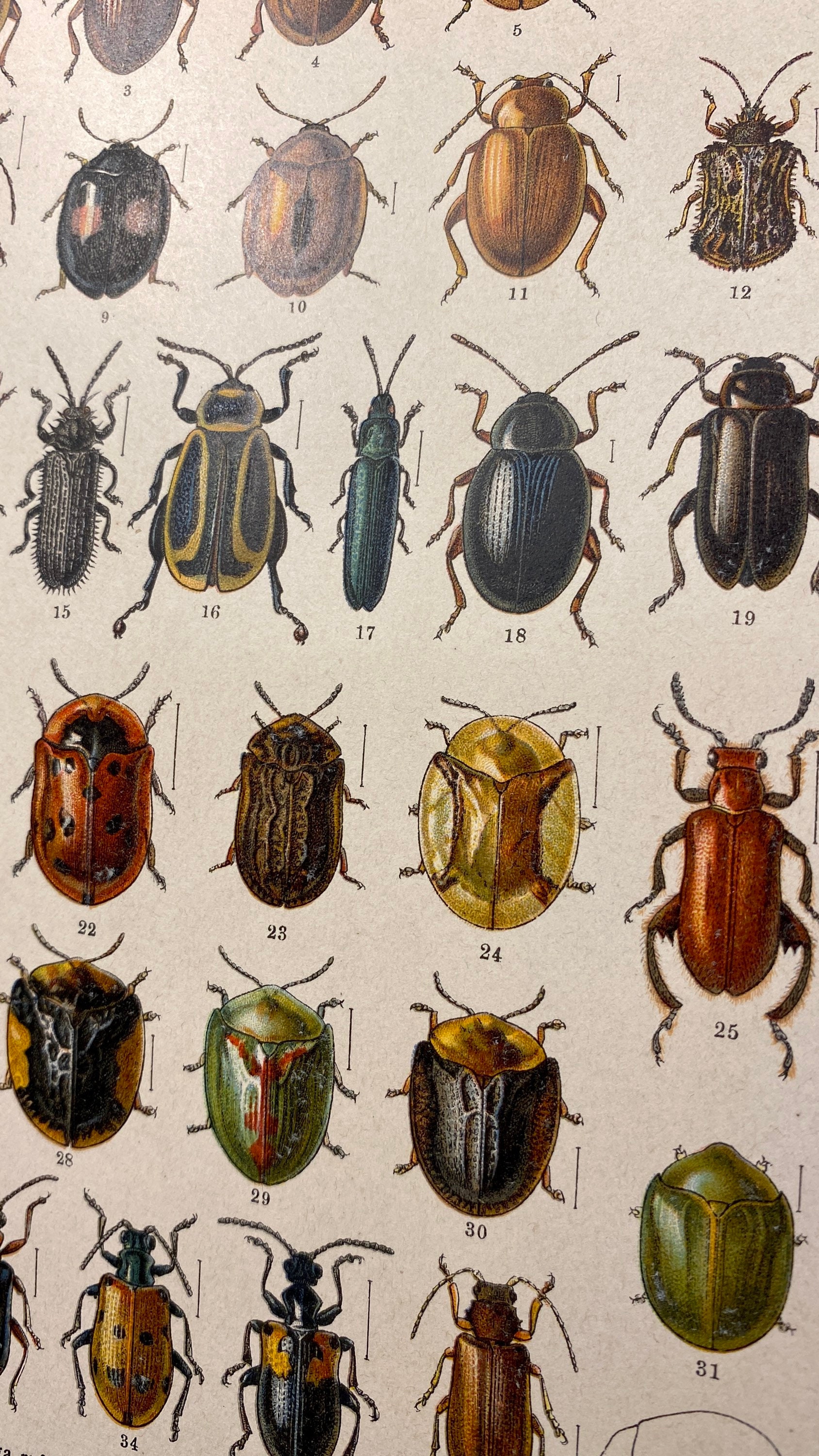 REAL vintage Insect beetles print 1905 61. Color engraving | Etsy