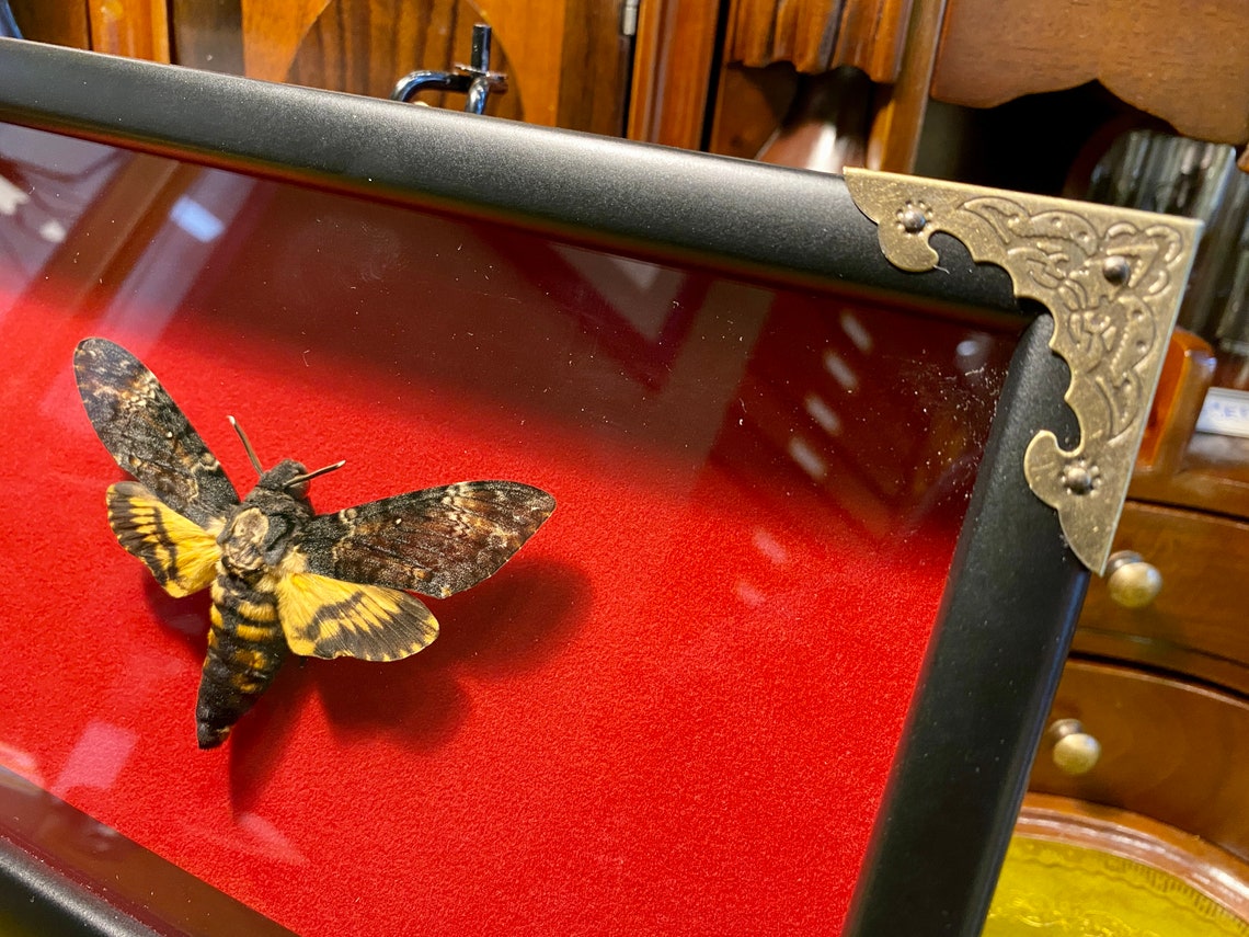 Legendary butterfly Dead head in the wooden frame. Etsy