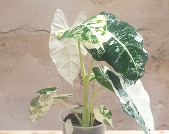 Alocasia Frydek Variegata