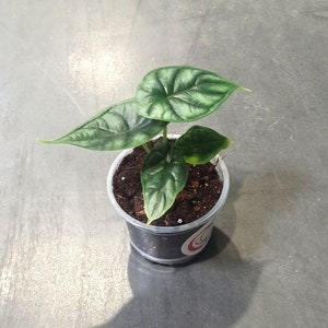 Alocasia Dragon scale