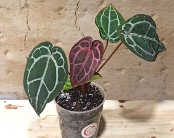 Anthurium Michelle® av DocBlock