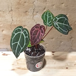 Könnte beinhalten: Topf mit Anthurium crystallinum. Die Pflanze hat dunkelgrüne Blätter mit weißen Adern, ein Blatt ist tief burgunderfarben. Der Topf steht vor einer strukturierten, beigefarbenen Wand.