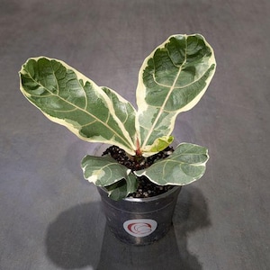 Op de afbeelding: Een kleine Ficus lyrata plant in pot. De plant heeft grote, groene bladeren met crèmewitte randen. De plant staat in een doorzichtige plastic pot met een donkere grondmix. De pot heeft een rood-wit logo.