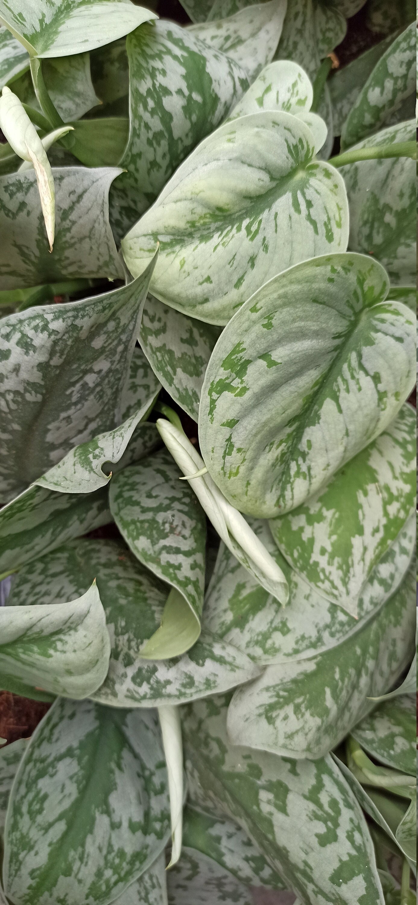 Scindapsus Pothos Trebie