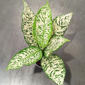 Dieffenbachia White Etna
