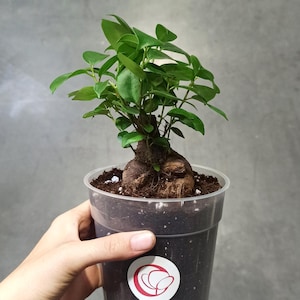 Ficus ginseng microcarpa