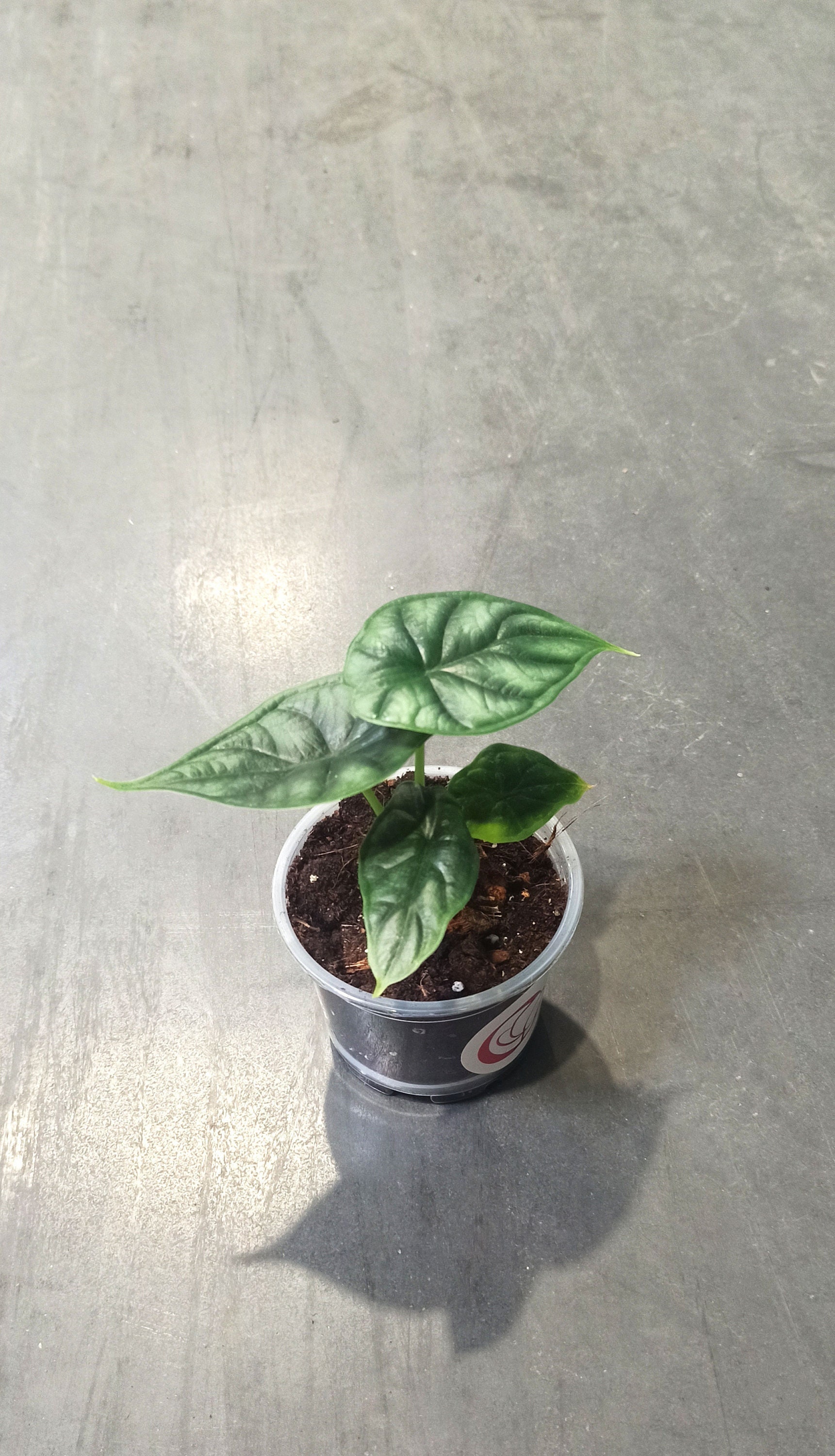 Alocasia Dragon Scale var (TC) 【26】 Alocasia Dragon Scale - Etsy