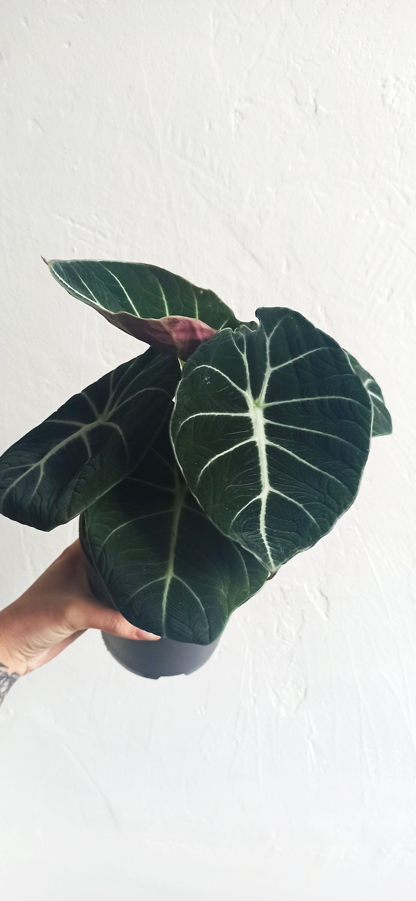 Alocasia Black Velvet