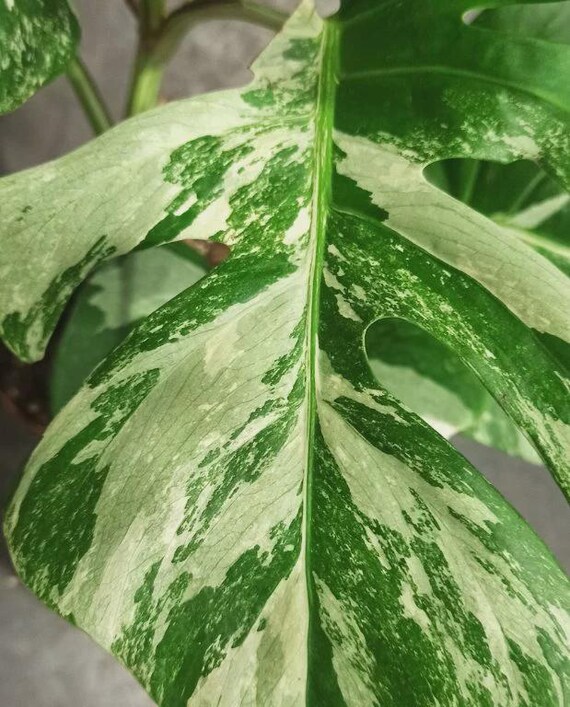 snake plant moonshine Sansevieria