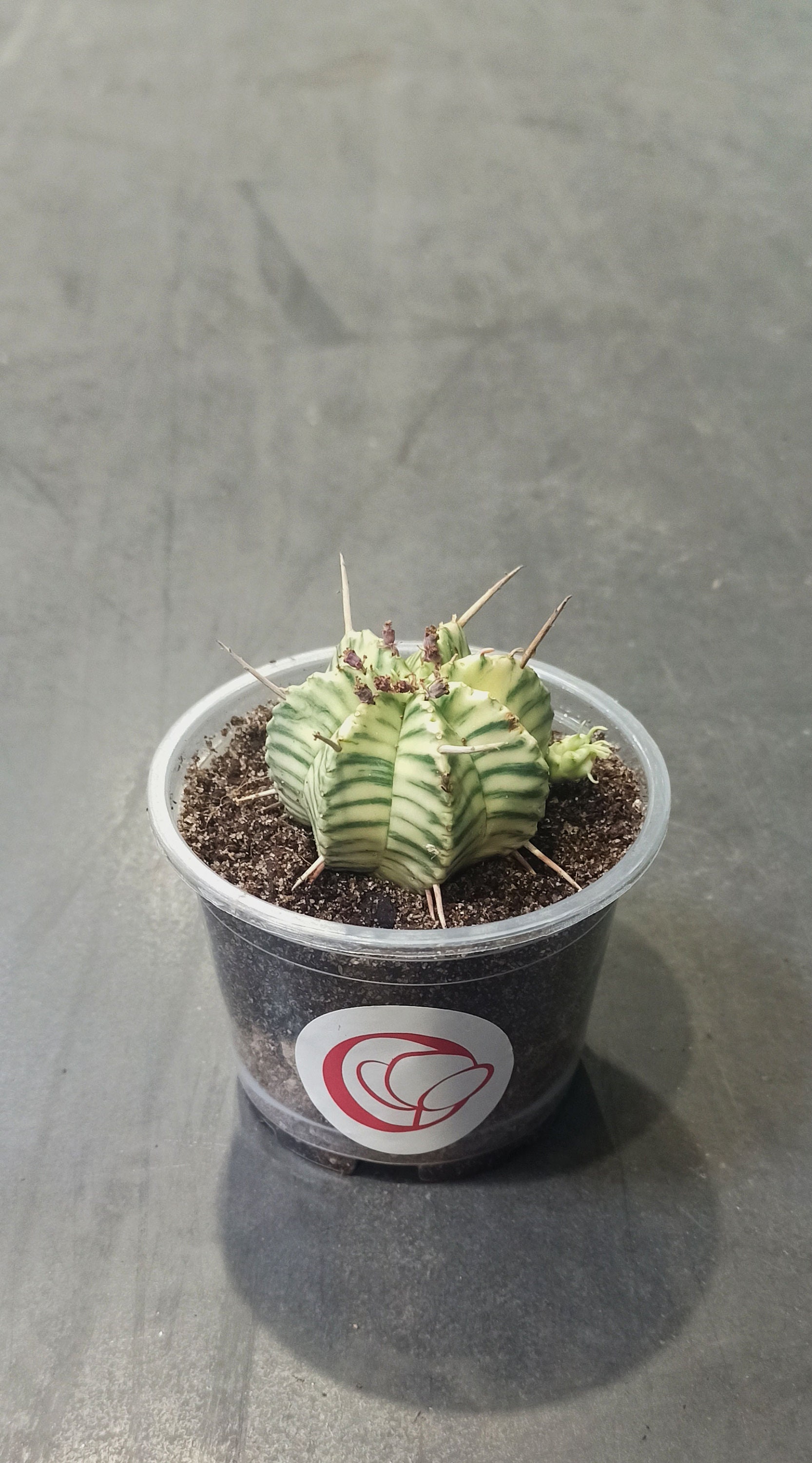 Euphorbia Meloformis Variegata - Etsy Ireland