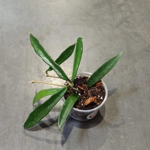 Hoya Minibelle