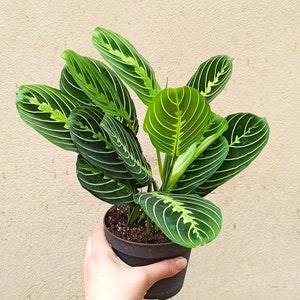 Maranta Leuconeura Lemon Lime