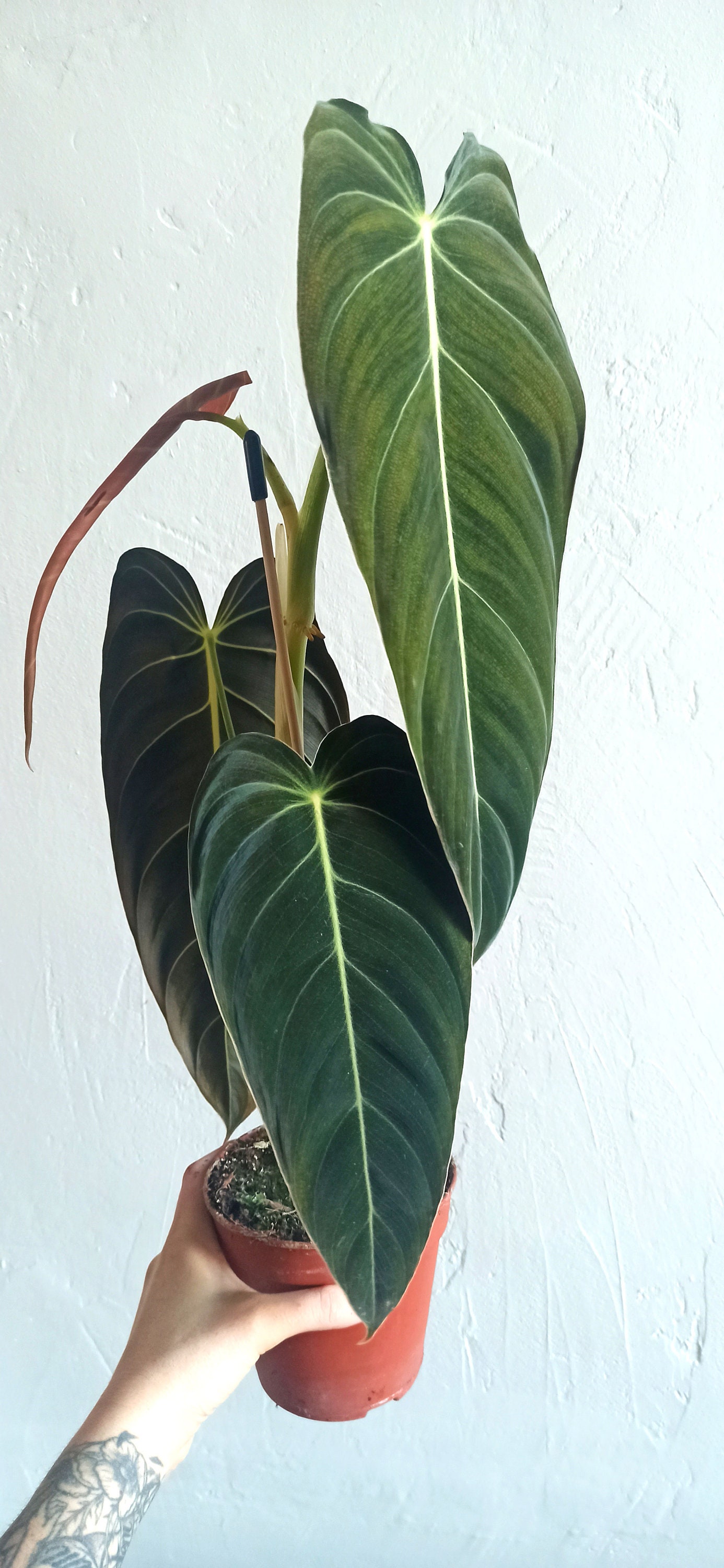 Philodendron Melanochrysum