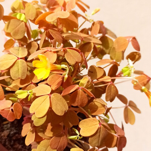 Oxalis sunset velvet yellow