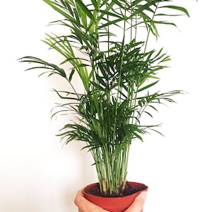 Chamaedorea elegans – dwarf palm