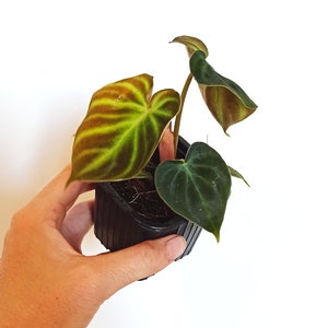 Philodendron Verrucosum Incensi