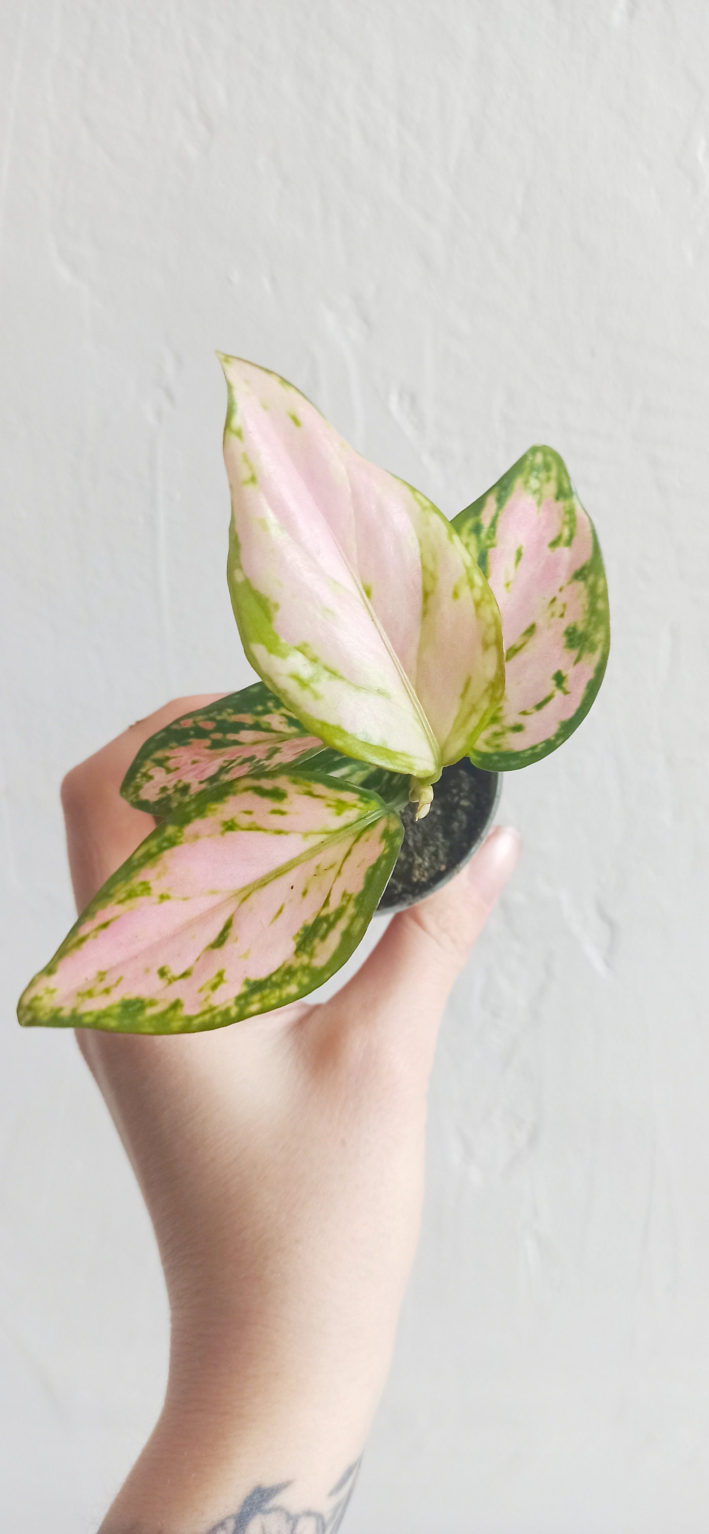 Aglaonema Commutatum Pink Princess