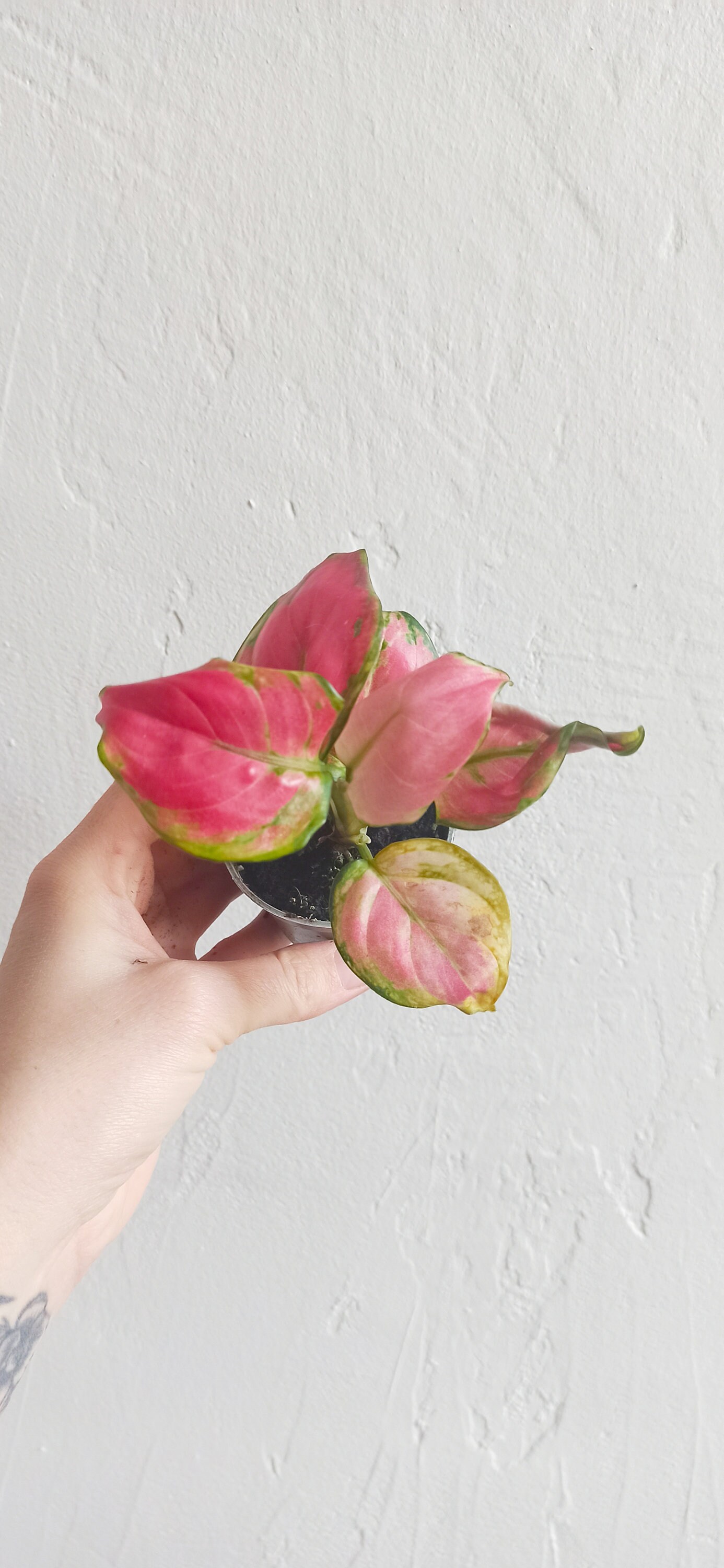 Aglaonema Commutatum Red Star