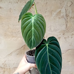 Philodendron Melanochrysum