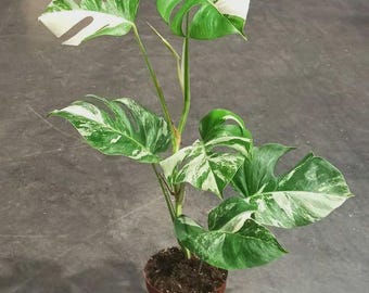 ilsemanii philodendron Philodendron ilsemanii – Highly Variegated Collector Showstopper main image 0