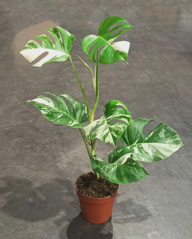 hardy ginger plants Hedychium densiflorum (Hardy Ginger) main image 0