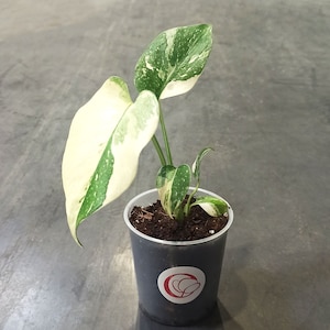 Monstera Thai constellation