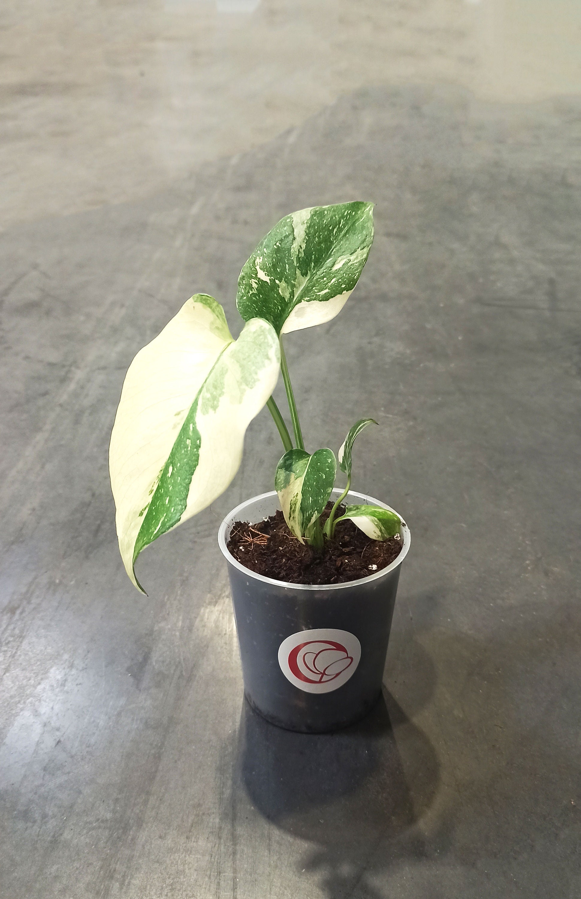 Monstera albo seeds - Etsy.de