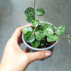 Hoya Mathilde Splash
