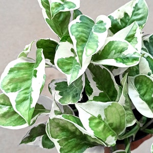 May include: A close-up of a houseplant with variegated leaves. The leaves are green and white with a marbled pattern. The plant is being held by a hand with a tattoo.