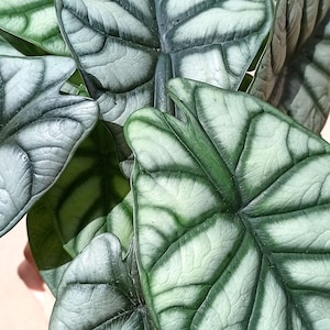 Alocasia silver dragon