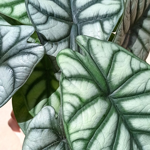 Alocasia silver dragon