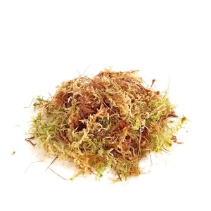 Op de afbeelding: Een hoop gedroogde mos, een natuurlijk materiaal dat vaak wordt gebruikt in ambachten en terraria. Het mos is een mix van groene en bruine tinten, met enkele roodbruine strengen.