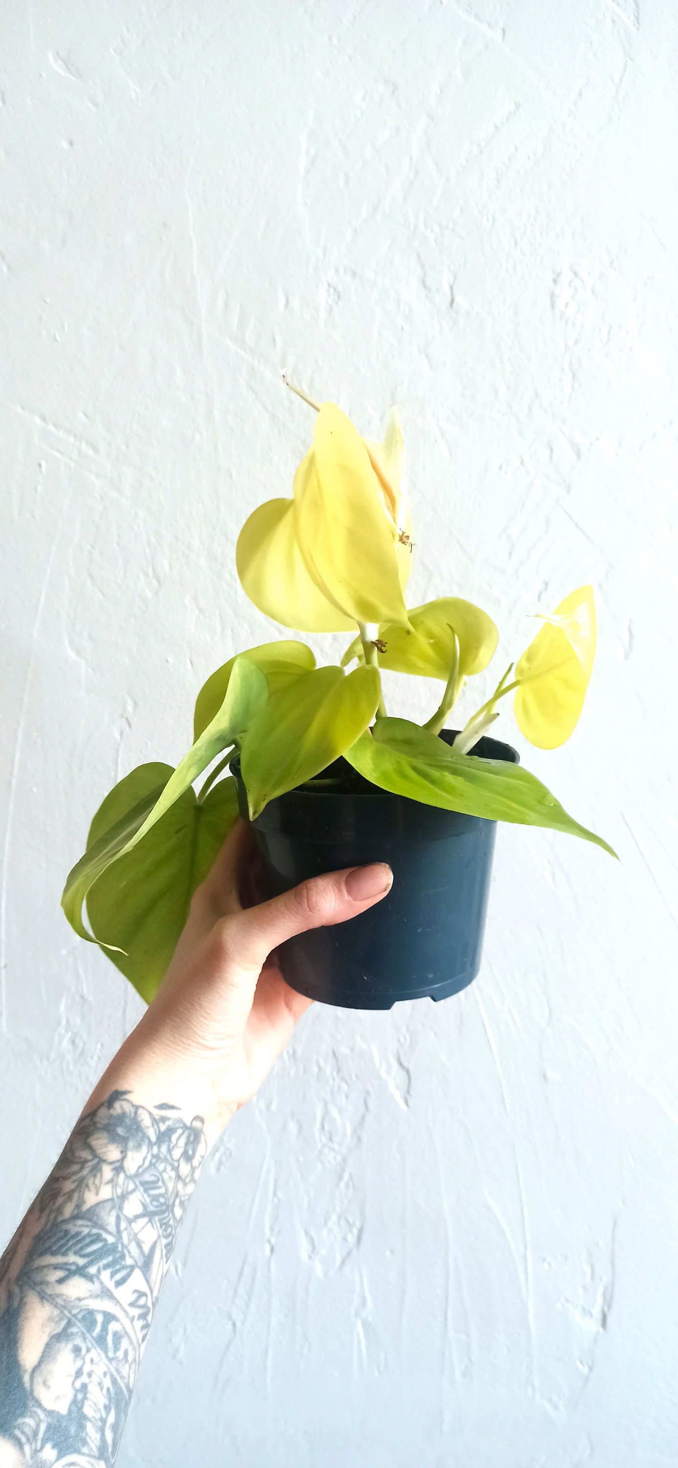 Philodendron Limon Lime