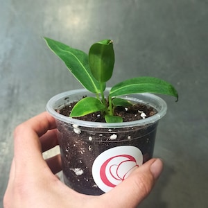 Anthurium warocqueanum