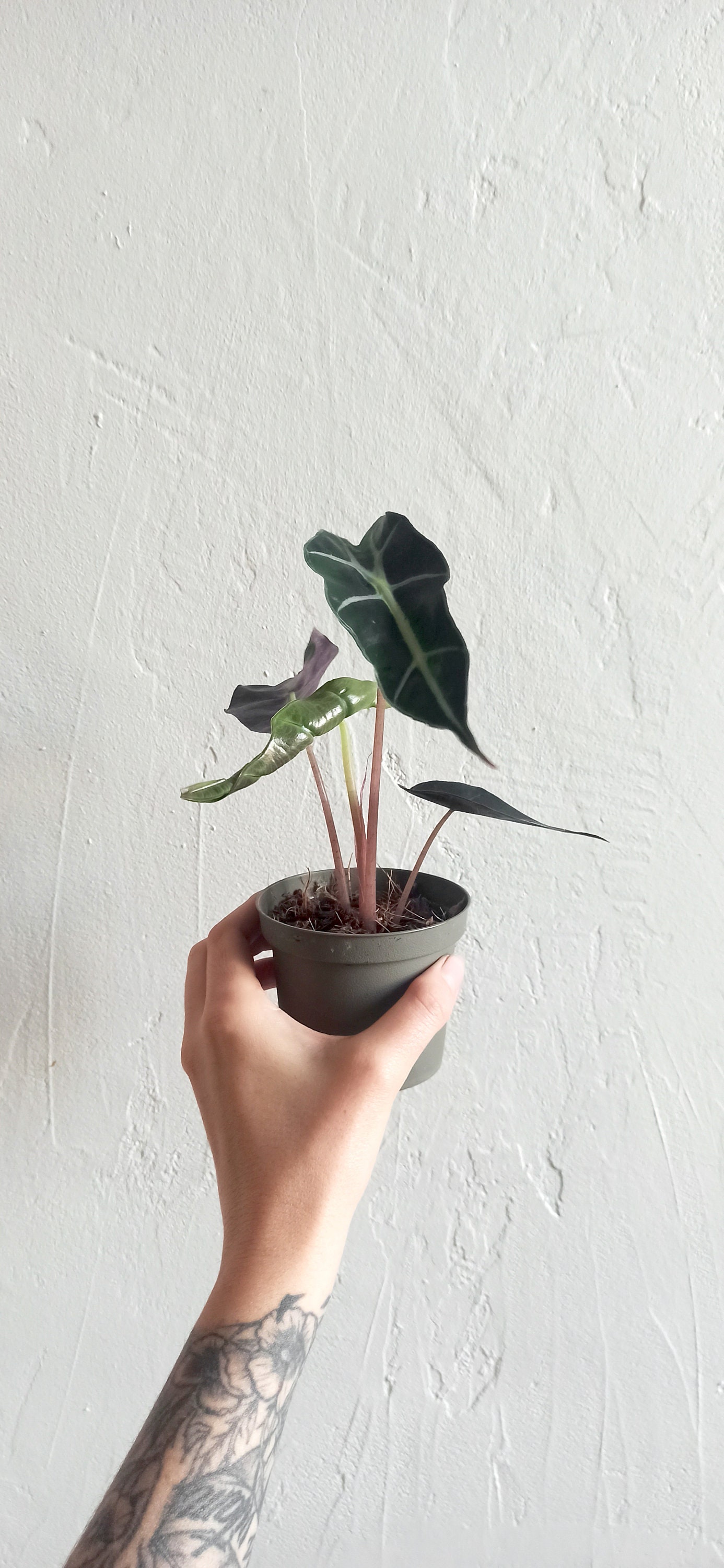 Alocasia Amazonica Polly