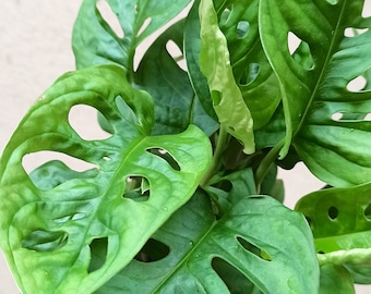 Monstera Adansonii