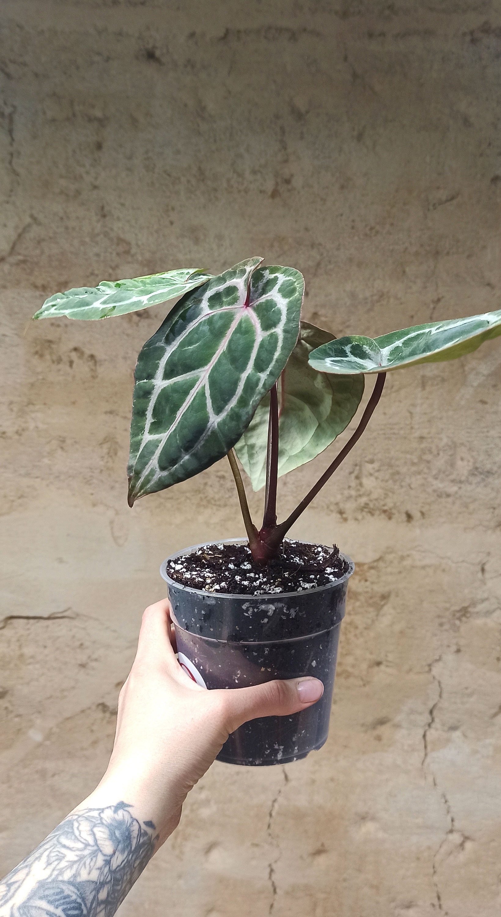 Anthurium Michelle® by Docblock - Etsy Canada